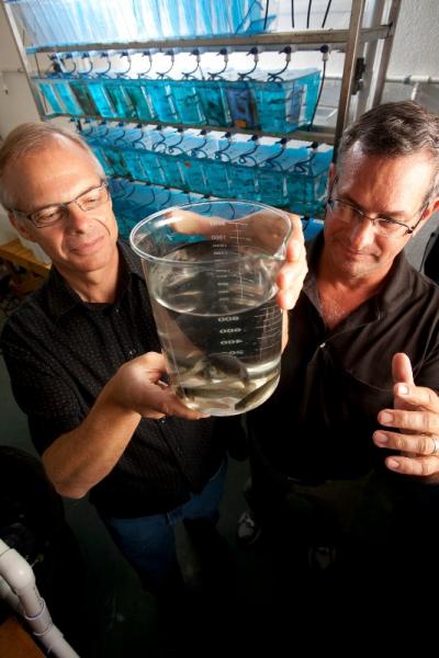 Mark Wiesner and Richard Di Giulio examine killifish in Di Giulio's lab