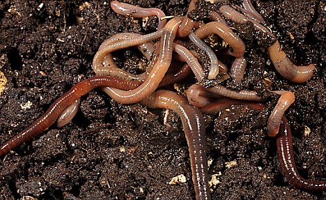 Near the bottom of the food chain, earthworms can accumulate nanoparticles