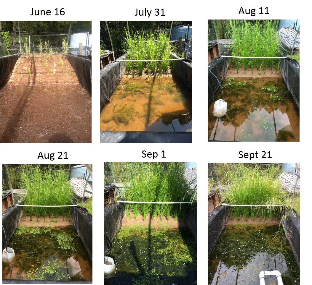 These panels are a time lapse of initially setting up and establishing our mesocosm ecosystems, which takes several months in total.