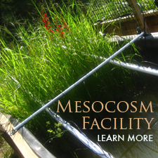 Link to mesocosm facility