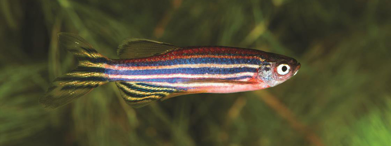 zebrafish